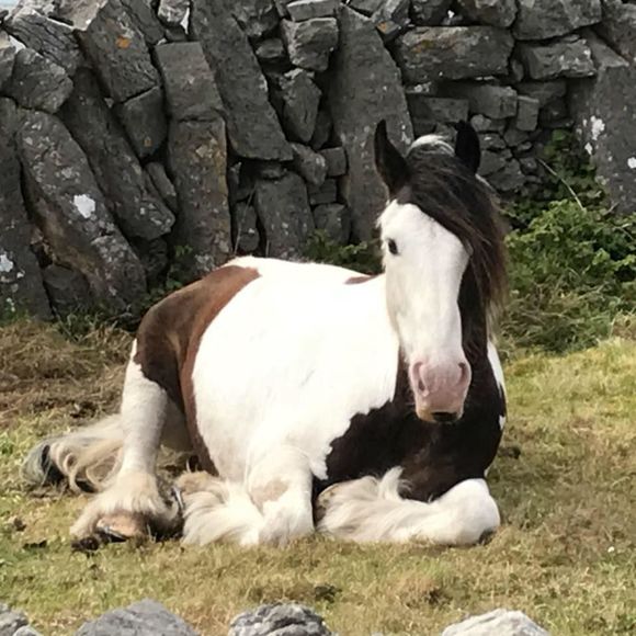 Meet your Posher, Robin - Picture 1 of 1